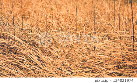 草原 草原 124821974