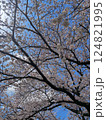 青空に映える満開の桜 124821995