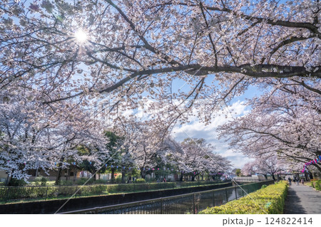 鶴生田川の桜 群馬県館林市 124822414