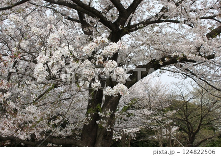 春の風物詩の満開の桜の木 124822506