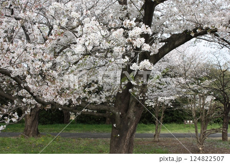 春の風物詩の満開の桜の木 124822507
