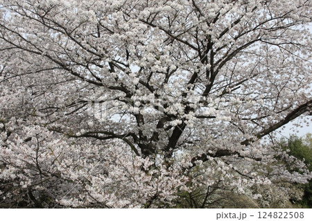 春の風物詩の満開の桜の木 124822508