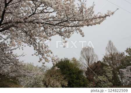 春の風物詩の満開の桜の木 124822509