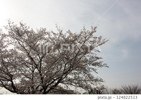 春の風物詩の満開の桜の木 124822513