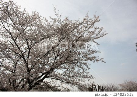 春の風物詩の満開の桜の木 124822515
