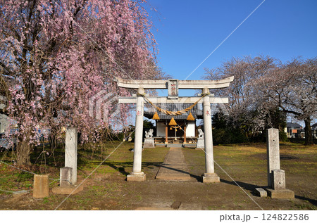 埼玉県深谷市宿根 山神社の美しい枝垂れ桜 埼玉県深谷市宿根 山神社の美しい枝垂れ桜 124822586