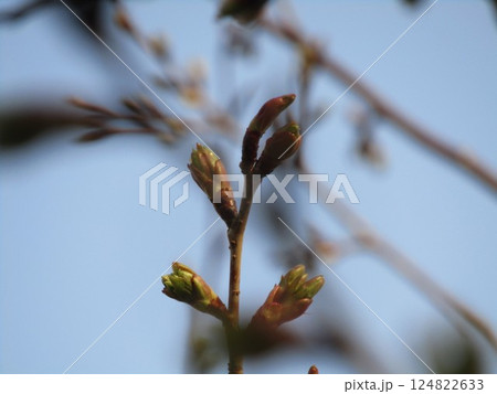 こじま花の会花畑桜並木の未だ蕾が固いサクラ 124822633