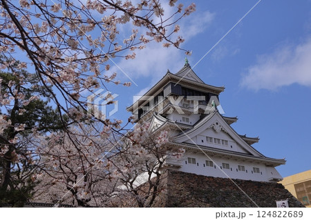 福岡県北九州市の小倉城と満開の桜 福岡県北九州市の小倉城と満開の桜 124822689