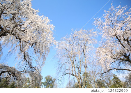 青空に映える満開の枝垂れ桜 124822999