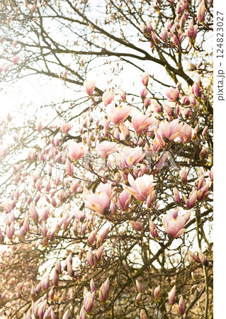 Magnolia Tree in Bloom with Pink Flowers Against Clear Sky Magnolia Tree in Bloom with Pink Flowers Against Clear Sky 124823027