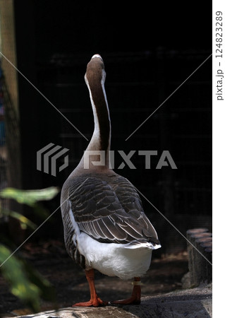 後ろ向きのシナガチョウのポートレート 124823289