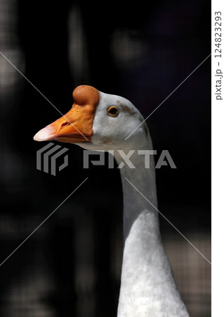 白いシナガチョウの横顔 124823293