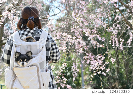 犬用リュックに入る愛犬と満開の桜並木の中を散歩する女性 ロングコートチワワ 春の素材 犬用リュックに入る愛犬と満開の桜並木の中を散歩する女性 ロングコートチワワ 春の素材 124823380