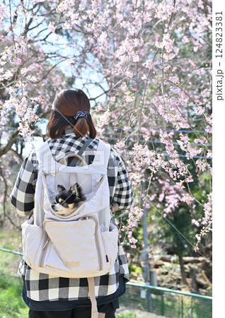 犬用リュックに入る愛犬と満開の桜並木の中を散歩する女性　ロングコートチワワ　春の素材 124823381