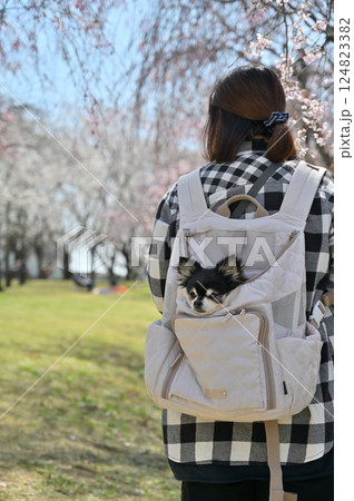犬用リュックに入る愛犬と満開の桜並木の中を散歩する女性　ロングコートチワワ　春の素材 124823382