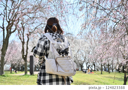 犬用リュックに入る愛犬と満開の桜並木の中を散歩する女性 ロングコートチワワ 春の素材 犬用リュックに入る愛犬と満開の桜並木の中を散歩する女性 ロングコートチワワ 春の素材 124823388