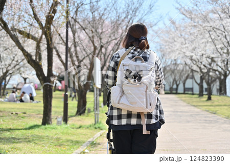 犬用リュックに入る愛犬と満開の桜並木の中を散歩する女性　ロングコートチワワ　春の素材 124823390