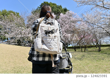 犬用リュックに入る愛犬と満開の桜並木の中を散歩する女性　ロングコートチワワ　春の素材 124823391