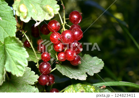 Red currant fruits. 124823411