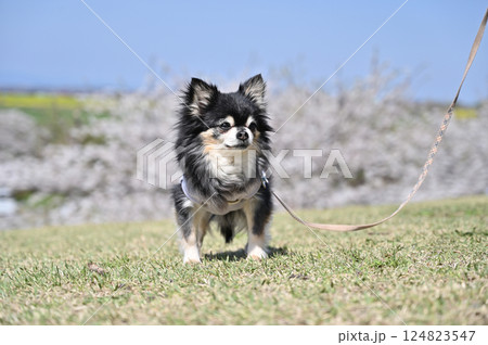満開の桜並木が見える丘で愛犬と散歩　ロングコートチワワ 124823547