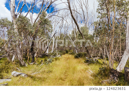 Lake Mountain in Summer in Australia Lake Mountain in Summer in Australia 124823631
