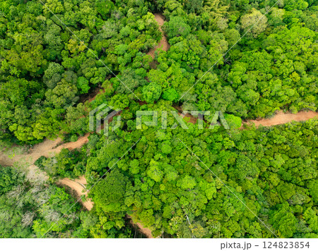 Aerial view nature abundant forest trees,Top view Forest ecosystem concept and background, Texture of green leaves in rainforests, Conservation concept,Natural scenery tropical green forest background Aerial view nature abundant forest trees,Top view Forest ecosystem concept and background, Texture of green leaves in rainforests, Conservation concept,Natural scenery tropical green forest background 124823854