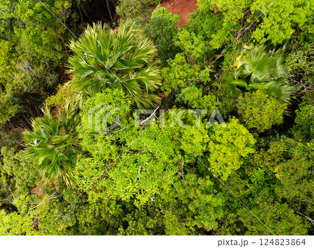 Aerial view nature abundant forest trees,Top view Forest ecosystem concept and background, Texture of green leaves in rainforests, Conservation concept,Natural scenery tropical green forest background Aerial view nature abundant forest trees,Top view Forest ecosystem concept and background, Texture of green leaves in rainforests, Conservation concept,Natural scenery tropical green forest background 124823864