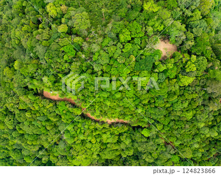 Aerial view nature abundant forest trees,Top view Forest ecosystem concept and background, Texture of green leaves in rainforests, Conservation concept,Natural scenery tropical green forest background 124823866