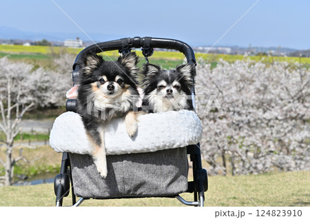 ペットカートで春の旅行 満開の桜並木を見ながらお散歩する2匹のチワワ ペットカートで春の旅行 満開の桜並木を見ながらお散歩する2匹のチワワ 124823910