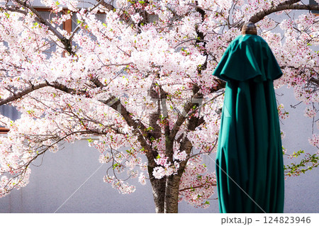 ふんわりとした雰囲気の中で咲き誇る桜の花 124823946