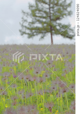 Spring flower meadow in the Altai Mountains 124824090