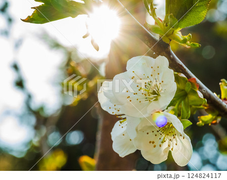 Radiant Cherry Blossom in the Gentle Light of Springtime, Celebrating Natures Beauty Radiant Cherry Blossom in the Gentle Light of Springtime, Celebrating Natures Beauty 124824117