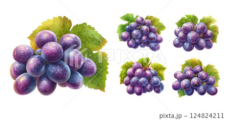 Purple berries bunches grapes cartoon vector set. Ripe bouquet green leaves fresh wine fruit, isolated vectors on white background 124824211
