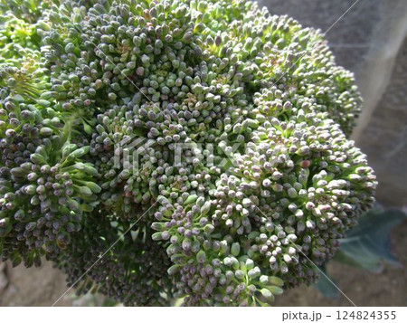 花が咲きそうなブロッコリーの蕾のアップ 124824355