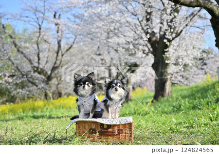 満開の桜並木と菜の花 2匹のロングコートチワワ 春の素材 満開の桜並木と菜の花 2匹のロングコートチワワ 春の素材 124824565