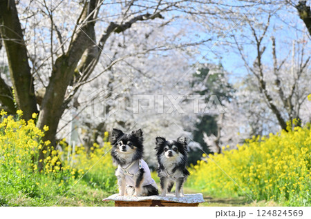 満開の桜並木と菜の花　2匹のロングコートチワワ　春の素材 124824569