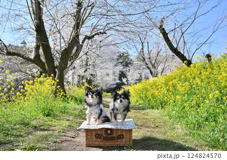 満開の桜並木と菜の花　2匹のロングコートチワワ　春の素材 124824570