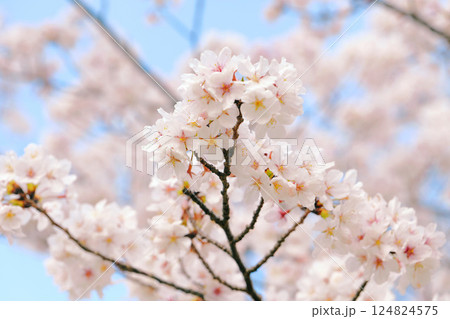 春満開の桜・ソメイヨシノ 124824575