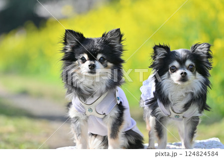 菜の花畑　可愛い2匹の仲良しチワワ 124824584