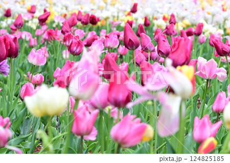春の花　一面のチューリップ畑 124825185