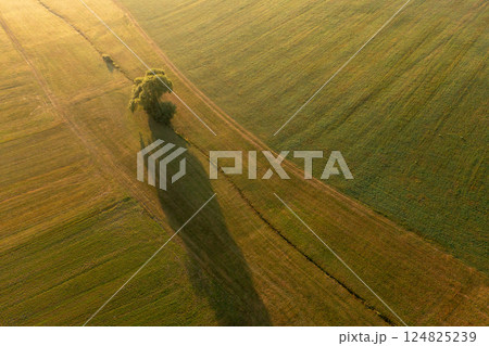 Drone image at golden hour with agricultural fields and a single tree Drone image at golden hour with agricultural fields and a single tree 124825239