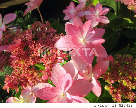 オレンジ系のアジサイの花のアップ 124825418