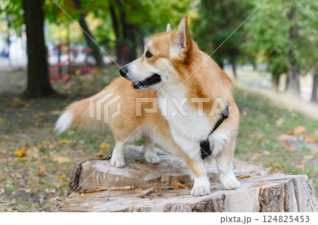 Corgi dog standing on tree stump in autumn park. 124825453