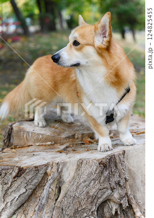 Corgi dog standing on tree stump in autumn park. 124825455