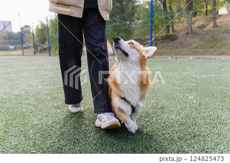 Corgi dog walking beside person on green turf outdoors. Corgi dog walking beside person on green turf outdoors. 124825473