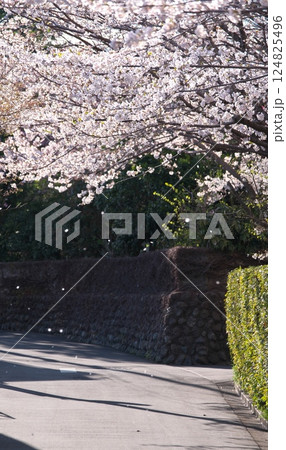 舞う桜のある道 舞う桜のある道 124825496