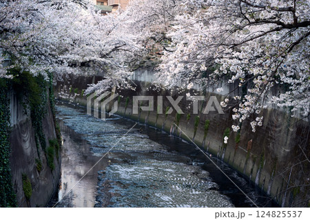 神田川の曲がり角に咲く桜｜静けさ漂う春の東京風景 124825537