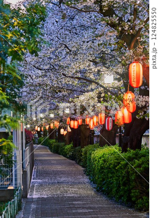提灯が照らす桜並木の小道｜東京・神田川沿いの春宵 124825550