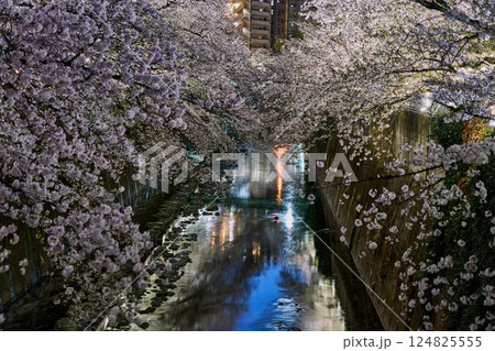 夜の神田川に咲く満開の桜｜東京・春の風物詩 124825555