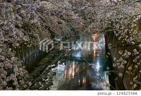 夜の神田川に咲く満開の桜｜東京・春の風物詩 124825566